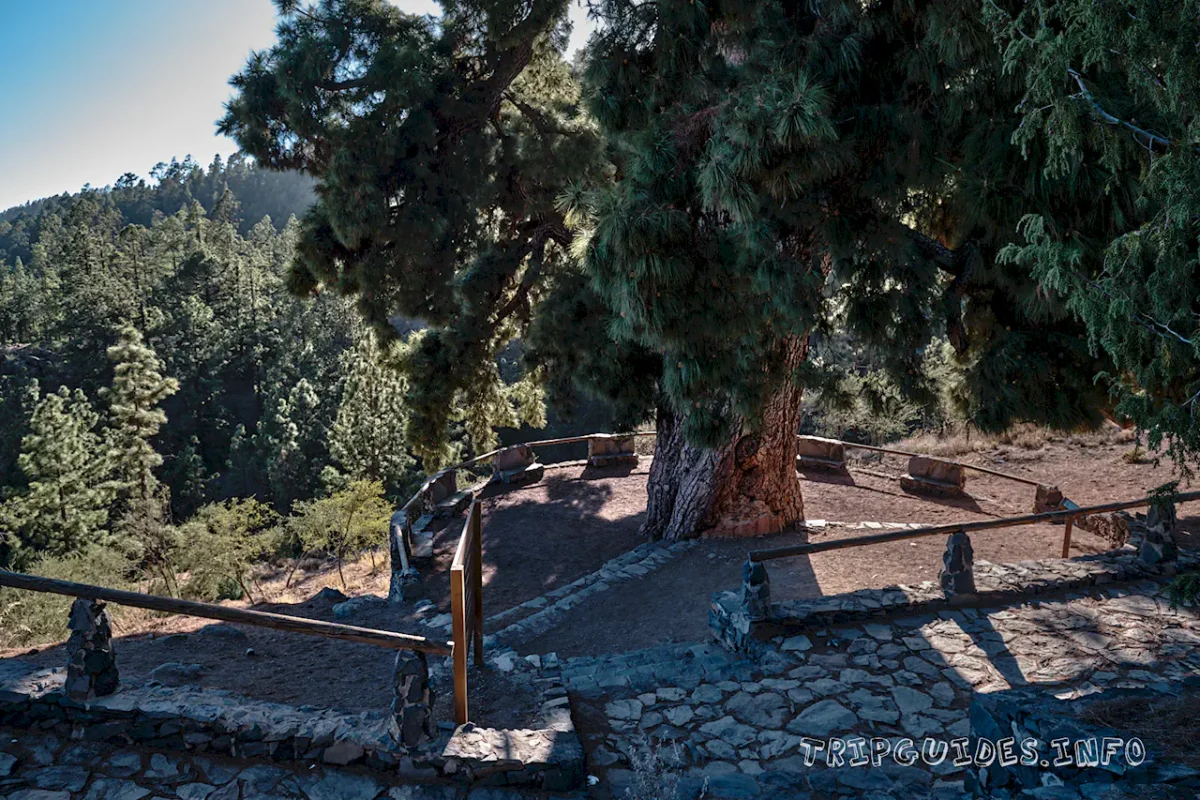 Сосна канарская Тенерифе: Пино Гордо и самое высокое дерево 2 Канарская сосна Тенерифе: Пино Гордо (Pino Gordo)