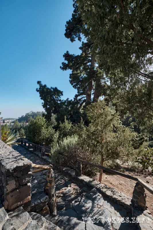 Сосна канарская Тенерифе: Пино Гордо и самое высокое дерево 4 Канарская сосна Тенерифе: Пино Гордо (Pino Gordo)