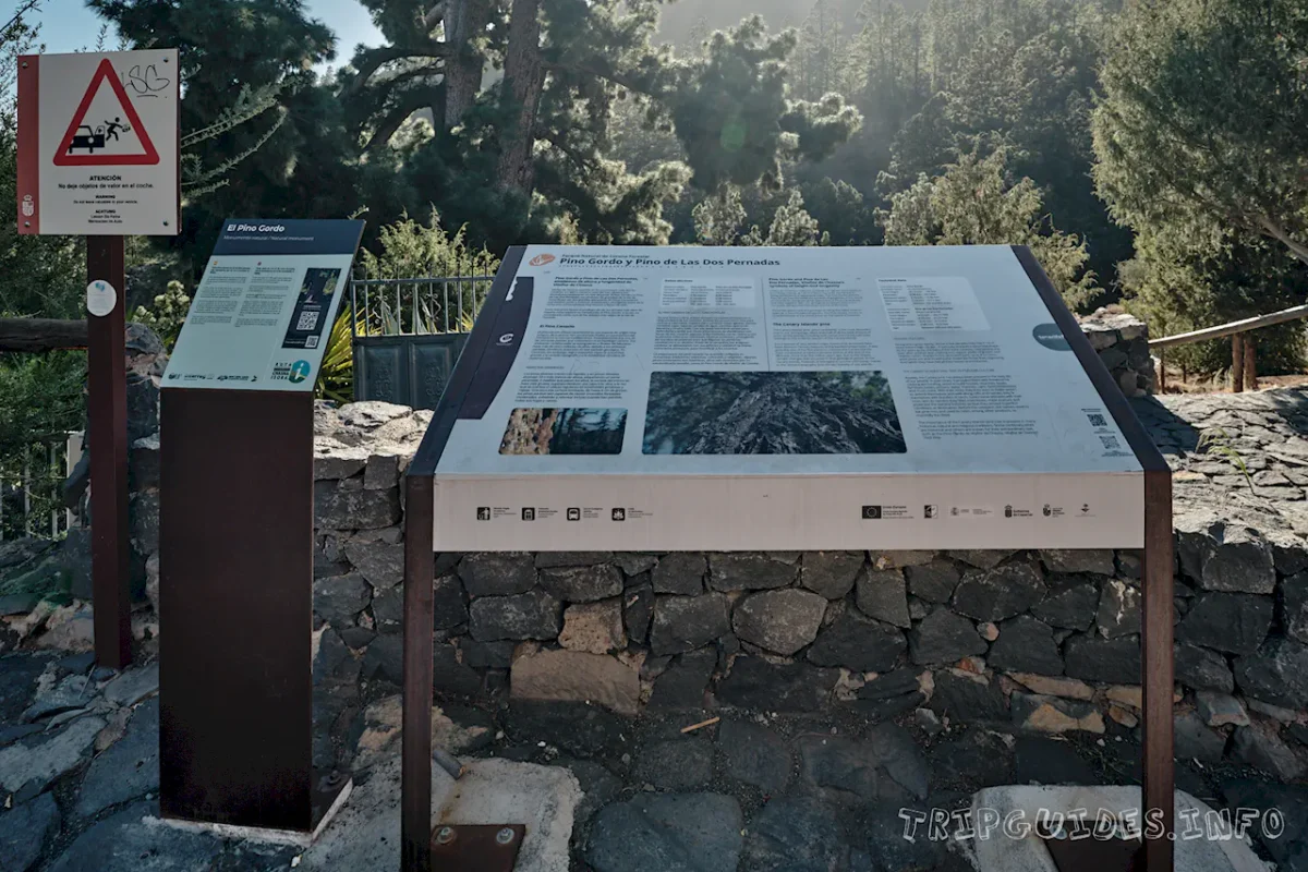 Сосна канарская Тенерифе: Пино Гордо и самое высокое дерево 3 Канарская сосна Тенерифе: Пино Гордо (Pino Gordo)